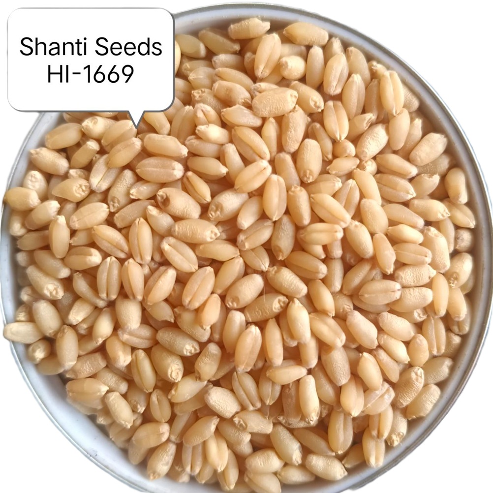 HI-1669 पूसा गेहूं क्रांति
