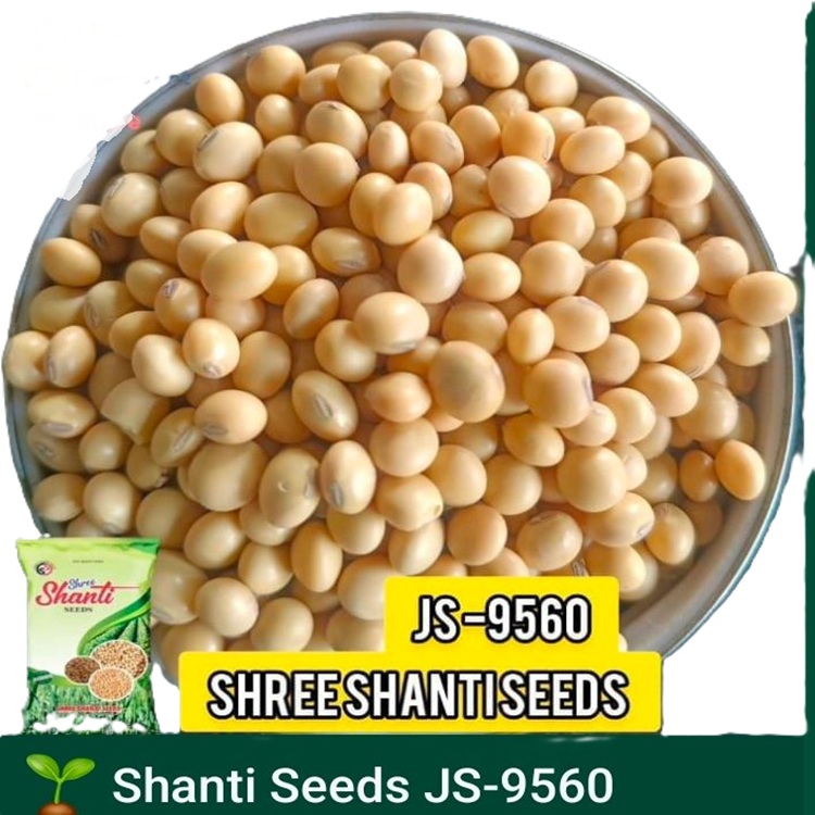 JS-9560 सोयाबीन