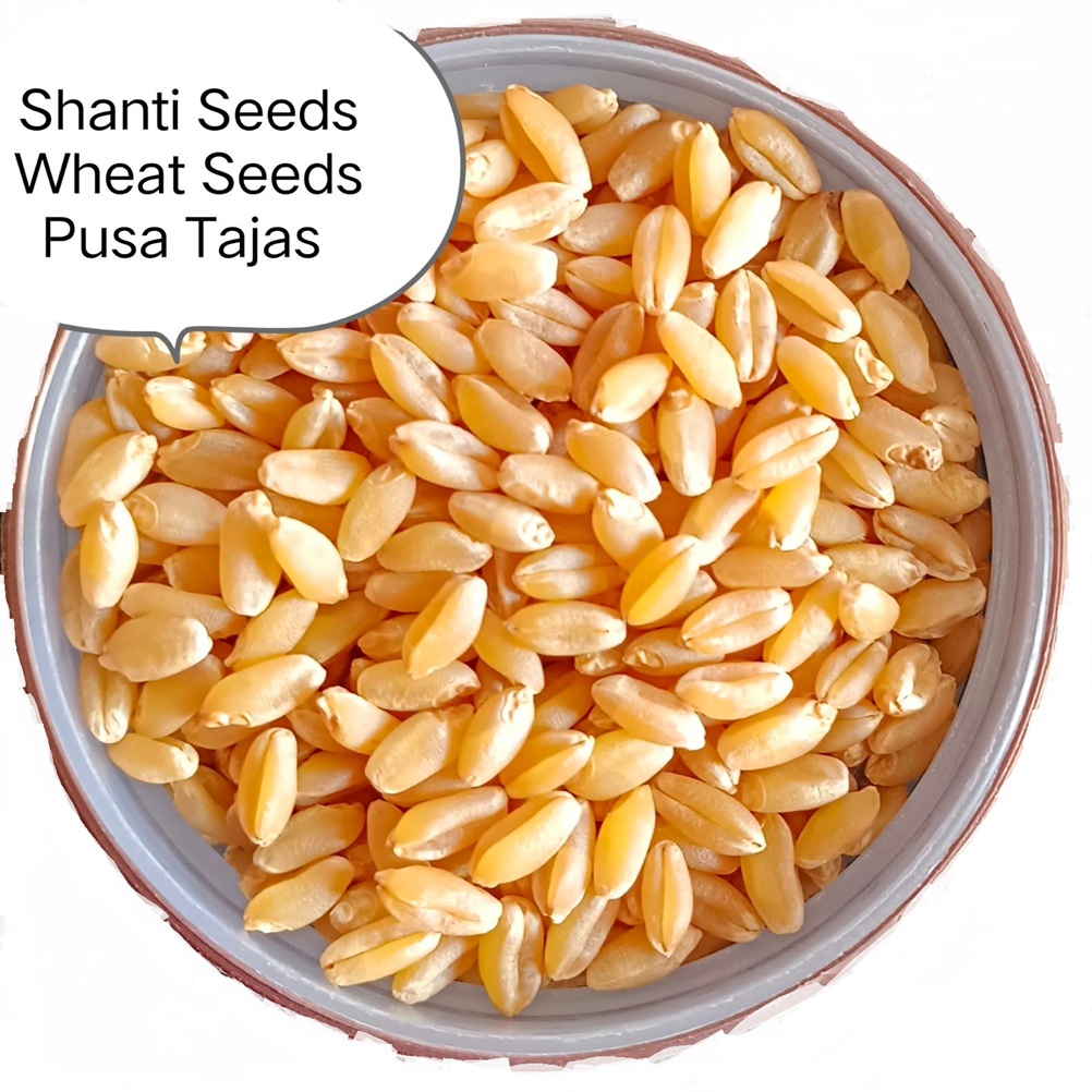 HI-8759 पूसा तेजस